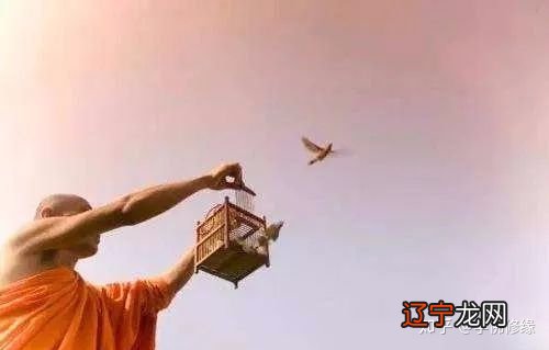 佛学:千万不要小看了放生,功德大得超乎想象!