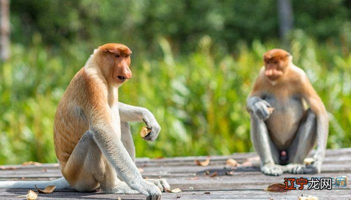 生肖蛇男的性格 属蛇男的性格和脾气