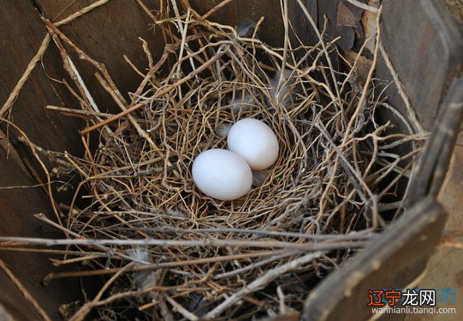 已婚女人梦见捡鸡蛋是什么意思 已婚女人梦见捡鸡蛋是什么预兆