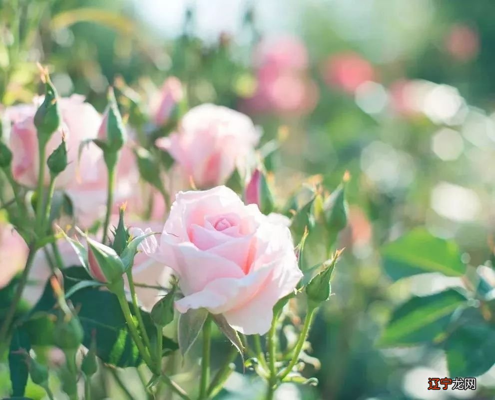 女右手断掌纹的命运