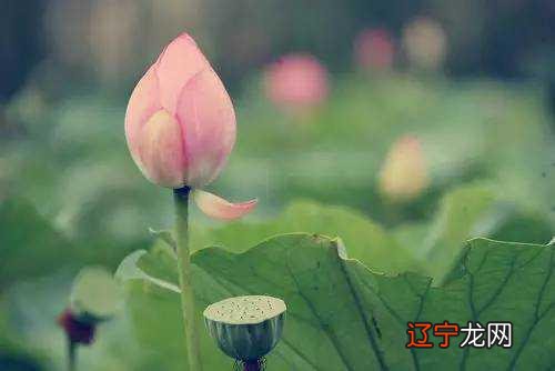 女右手断掌纹的命运