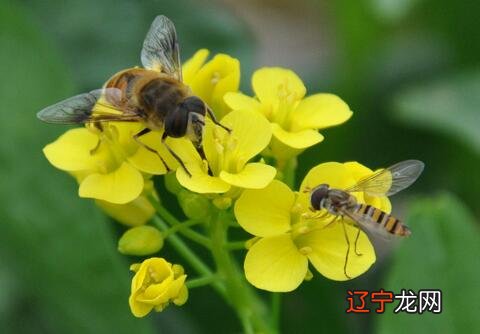 梦见蜜蜂是什么预兆?