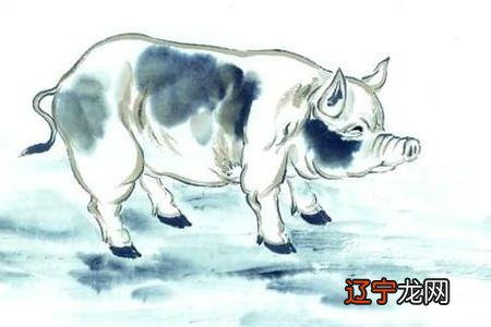 不同年份出生的属猪的人一生命运