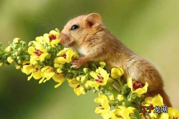 96鼠女什么时候桃花运好 婚姻运势怎么样