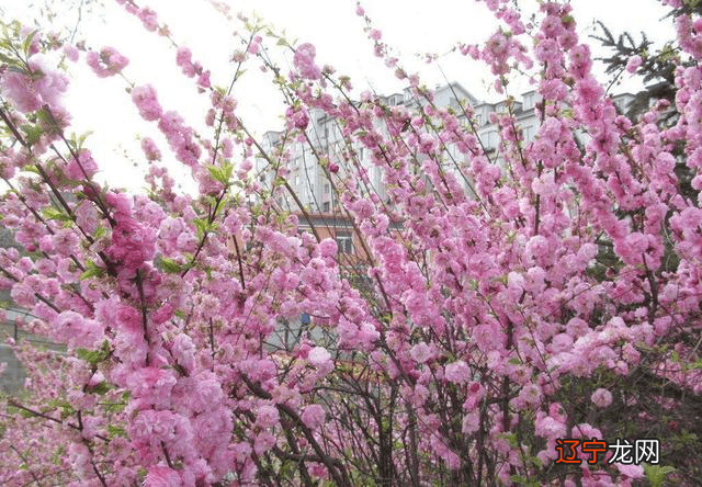 96鼠女什么时候桃花运好 婚姻运势怎么样