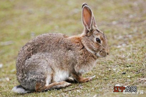 十二生肖属兔几月出生最好