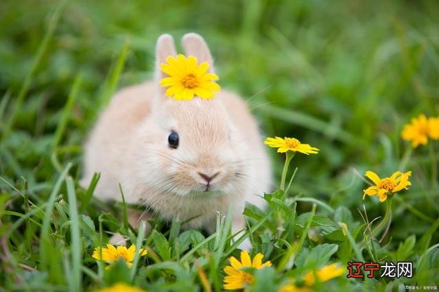 生肖兔属兔的人出生在几月运势最佳 87年属兔女2020年运势