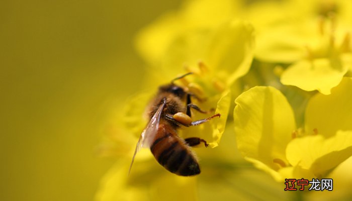 梦见一群蜜蜂 落满了身上 我不敢动 也没有被蜇 什么寓意?代表什么