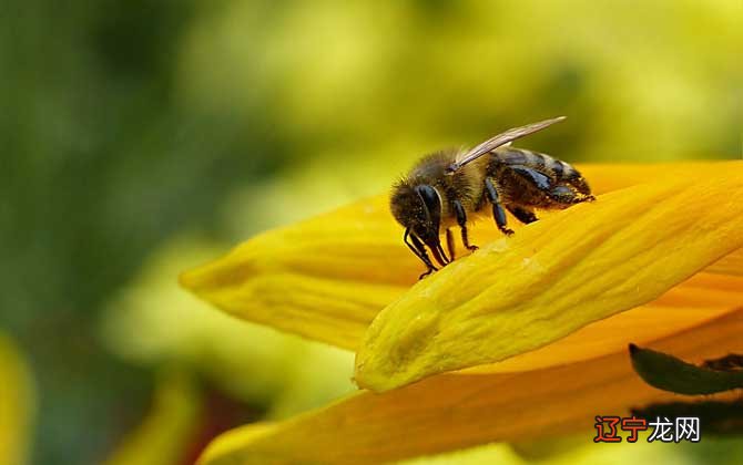 梦见一群蜜蜂 落满了身上 我不敢动 也没有被蜇 什么寓意?代表什么