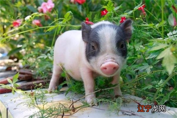 周公解梦梦到猪是什么意思