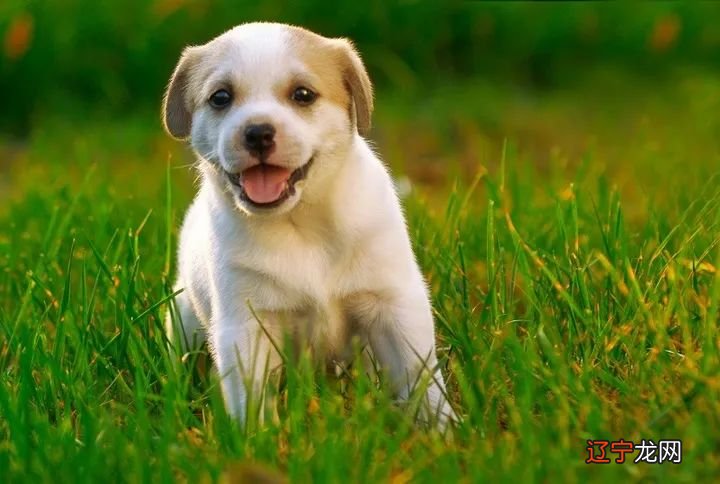 什么属像能给属狗的人带来财运 属牛的和什么属相最配