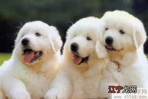 属狗的今年多大了2020年,2020年属狗多大年龄