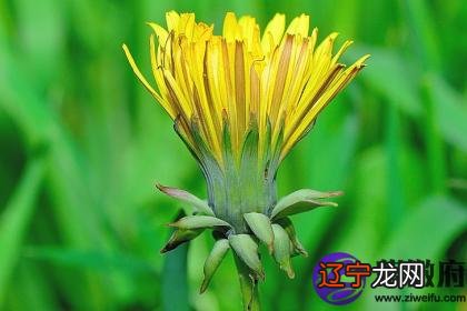 壬申日柱男命妻子长相外貌 壬申日柱男配偶