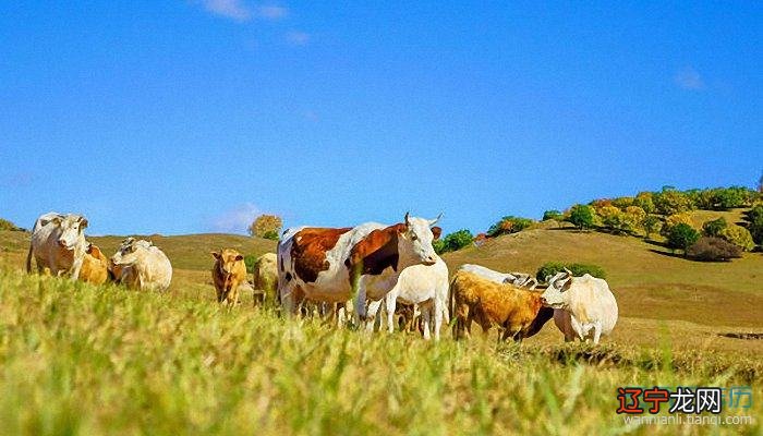 属相蛇的性格特点 生肖蛇有什么性格特点