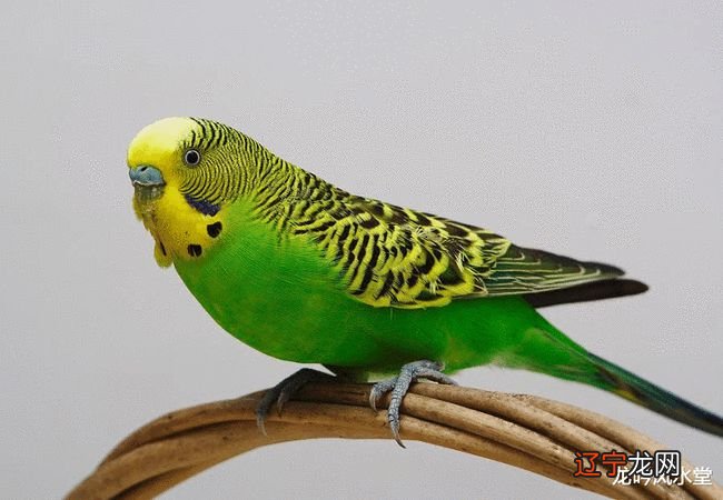 发横财的预兆 家中要发横财前的预兆