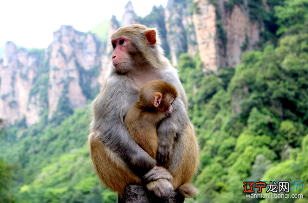 丙申年是什么意思 丙申年是哪年