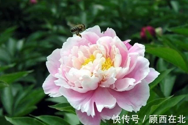 未来7天,化解隔阂,月老出动,3星座等到旧爱回头,此生许诺相