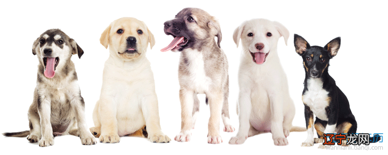 属牛和属狗的婚姻怎么样,85年属牛的男生和94年属狗的女生配么