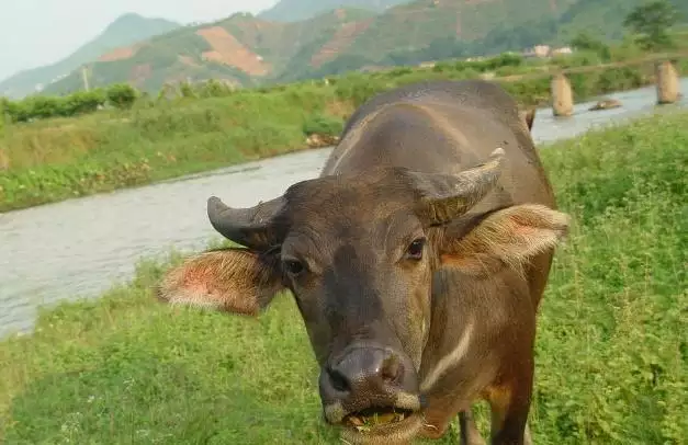 属牛和属狗的婚姻怎么样,85年属牛的男生和94年属狗的女生配么