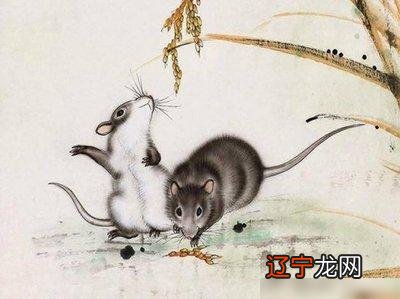 鼠和什么属相最配对,属鼠的和什么属相最配