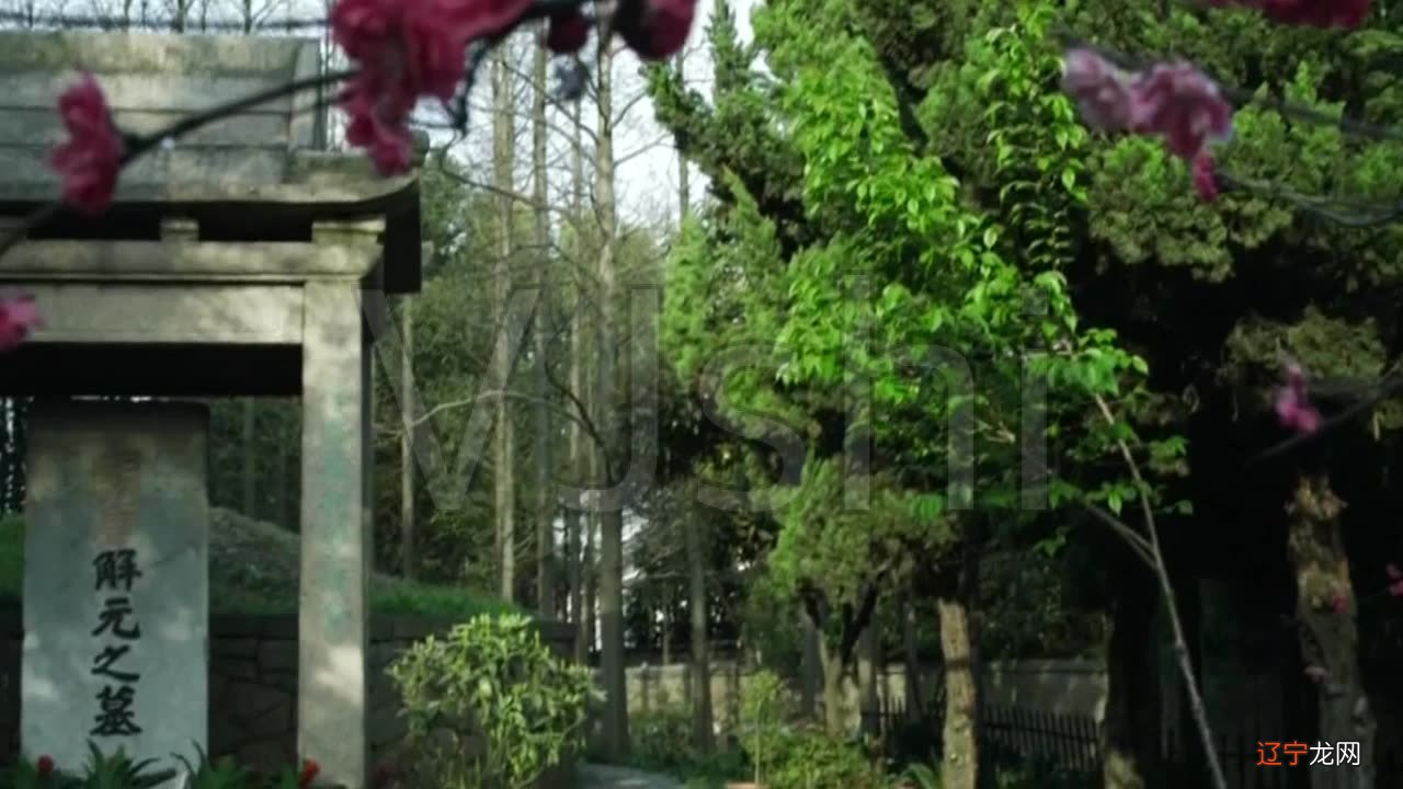 坟地风水树_坟地栽什么树_坟地栽什么松树最好