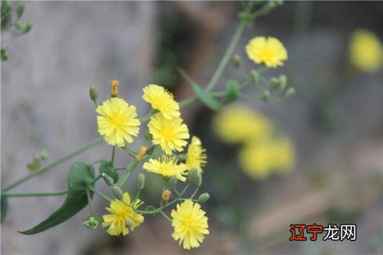 图:龙泉论坛 风水真的会影响人生吗?