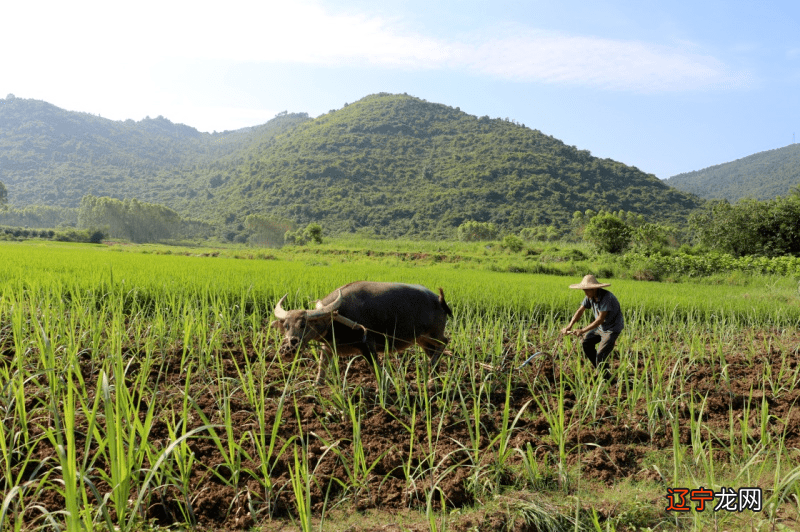2021年芒种时令的文化寓意 安苗是什么
