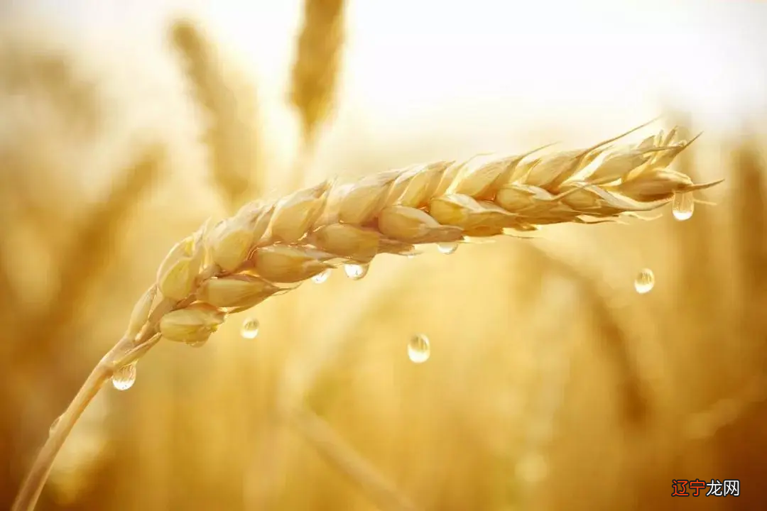 2021年芒种时令的文化寓意 安苗是什么