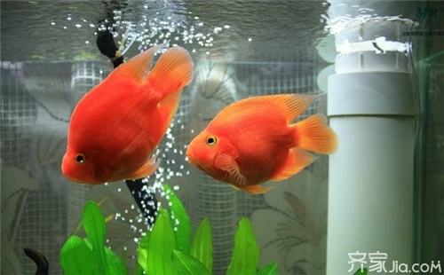 家里养鱼,一般养几条比较好呢?你知道吗?