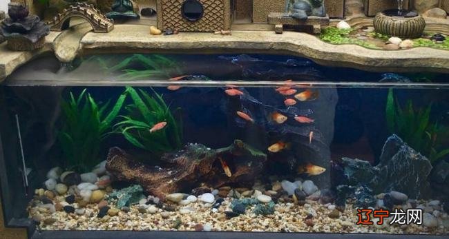 家里养鱼,一般养几条比较好呢?你知道吗?