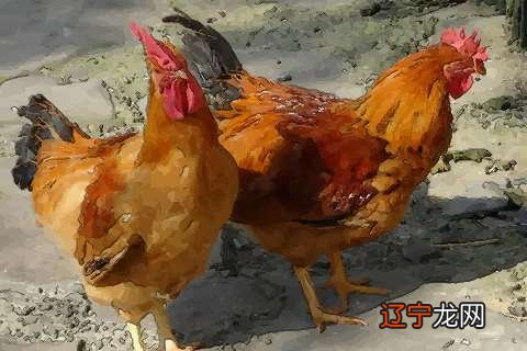 属鸡是哪年出生的多少岁多多大,93年属鸡,虚岁周岁如今是多少岁?