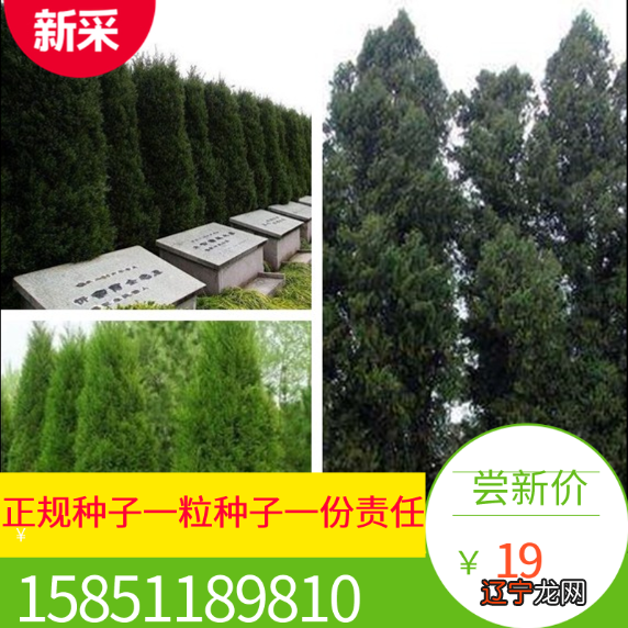 陵园种树的讲究:松树是墓地首选