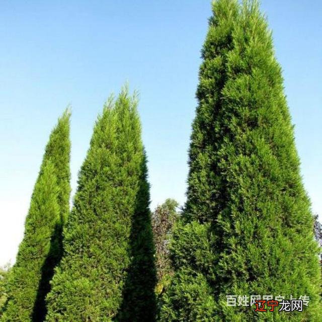 陵园种树的讲究:松树是墓地首选