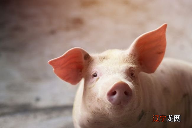 属猪的感情不坚定 属鼠的和什么属相最配