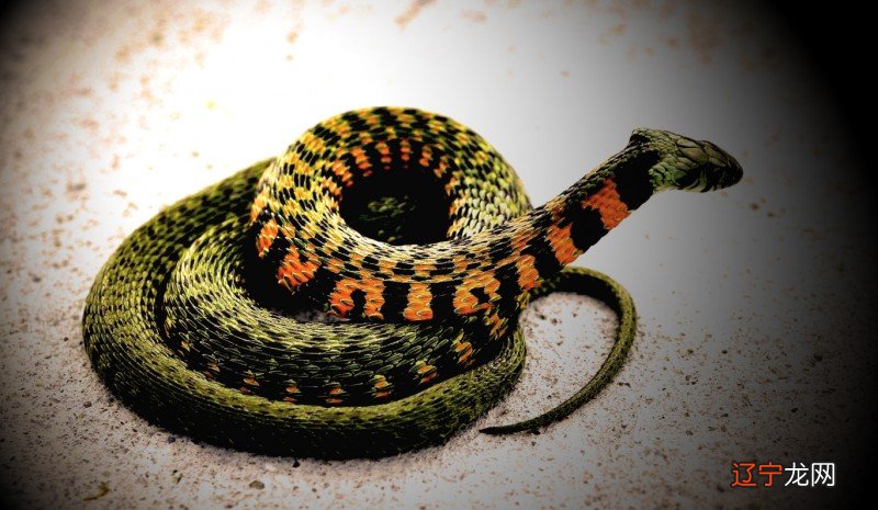 梦见床上有小蛇是什么预兆?