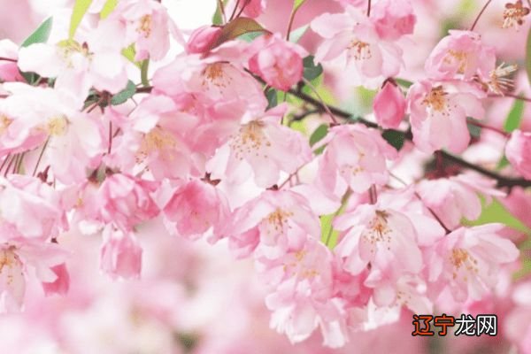 男命越有钱真正的桃花就会越旺?八字命理分析