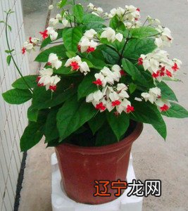 龙吐珠水对分反应敏感 龙吐珠花怎么养 养殖龙吐珠花的技巧