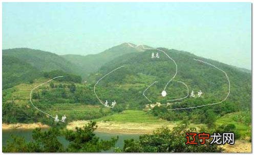 坟地栽什么树_坟地栽什么松树最好_红哈迪树不栽授粉树能结果吗