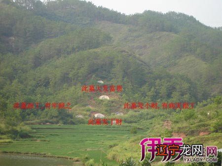 坟地栽什么松树最好_坟地栽什么树_红哈迪树不栽授粉树能结果吗