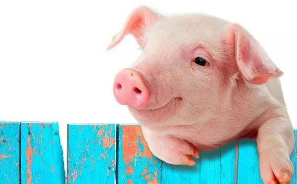 2022属猪人全年运势女,1971年的猪女未来五年的运程