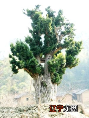 风水堂:八字风水术的玄机所在