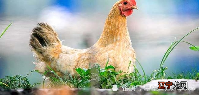 1981年5月出生属鸡人婚姻与命运如何?