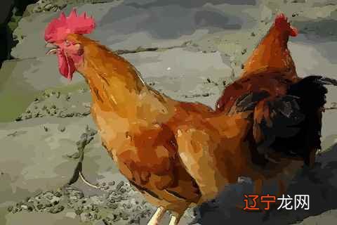 1981年5月出生属鸡人婚姻与命运如何？