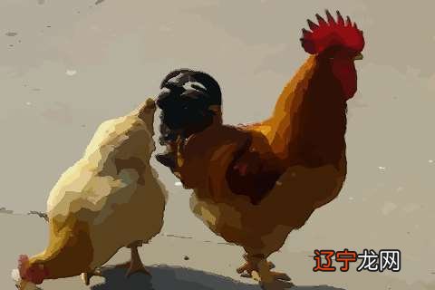 1981年5月出生属鸡人婚姻与命运如何?