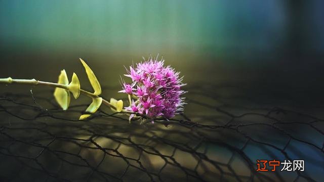 运势 财运暴涨,往余庆飞个飞机,可能会走好远