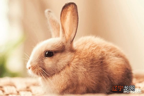 属兔的属相婚配表 和什么属相配 婚姻与命运如何