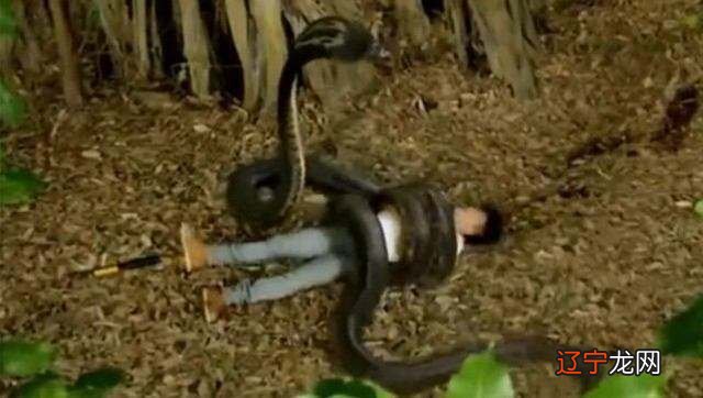 梦见许多蛇是什么征兆_女人梦见吐蛇是什么征兆_女人梦见蛇是什么征兆