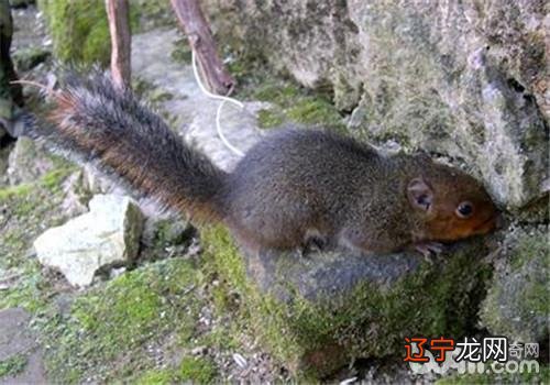 风水堂：1976年属龙人的命运