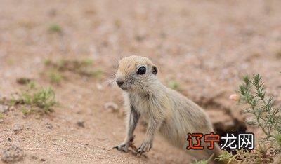 风水堂：1976年属龙人的命运