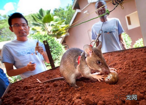 风水堂：1976年属龙人的命运